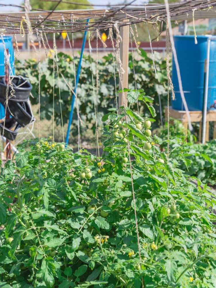 You are currently viewing Support de suspension pour tomates – Comment attacher les plants de tomates au-dessus