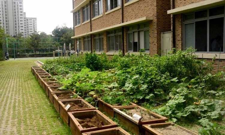 You are currently viewing Qu'est-ce qu'un jardin scolaire : comment créer un jardin à l'école