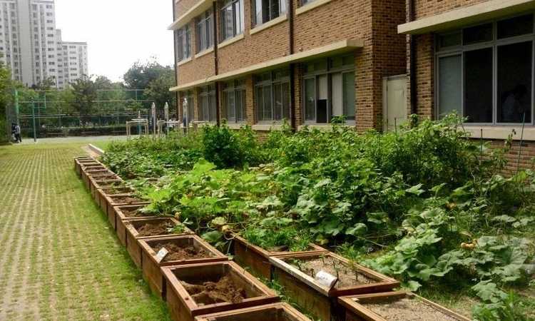 Lire la suite à propos de l’article Qu'est-ce qu'un jardin scolaire : comment créer un jardin à l'école