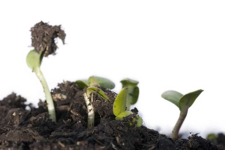 Lire la suite à propos de l’article Pourquoi les légumes apparaissent-ils dans le tas de compost ?