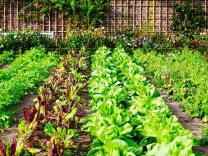 Lire la suite à propos de l’article Disposition des cultures dans les jardins : quelle est la meilleure façon d’orienter les rangées de jardins