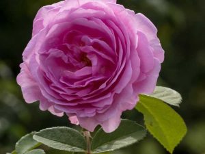 Lire la suite à propos de l’article Roses rustiques à cultiver : types de roses difficiles à tuer