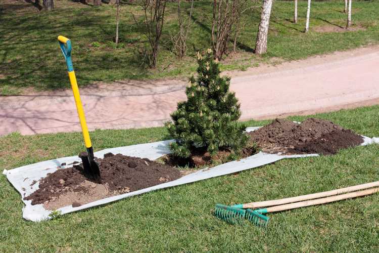 You are currently viewing Transplantation d'arbres et d'arbustes : comment et quand déplacer des arbres dans un paysage