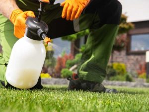 Lire la suite à propos de l’article Choisir et utiliser des herbicides pour pelouse