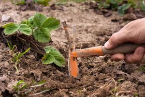 Lire la suite à propos de l’article Utiliser des outils de désherbage manuel : comment utiliser un outil de désherbage manuel dans le jardin