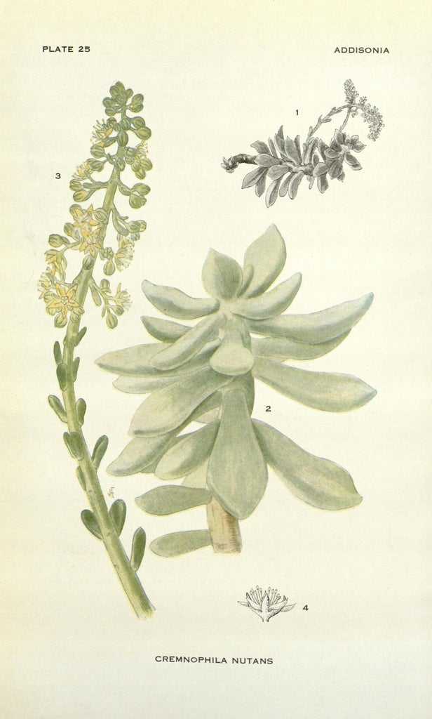 Lire la suite à propos de l’article Que sont les plantes Cremnophila – En savoir plus sur les soins des plantes Cremnophila