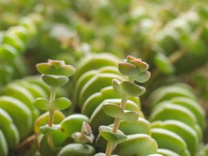 Lire la suite à propos de l’article Chaîne de boutons Crassula : Qu'est-ce qu'une chaîne de boutons succulents