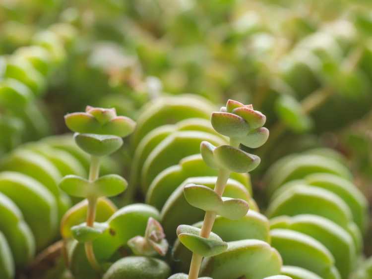 You are currently viewing Chaîne de boutons Crassula : Qu'est-ce qu'une chaîne de boutons succulents