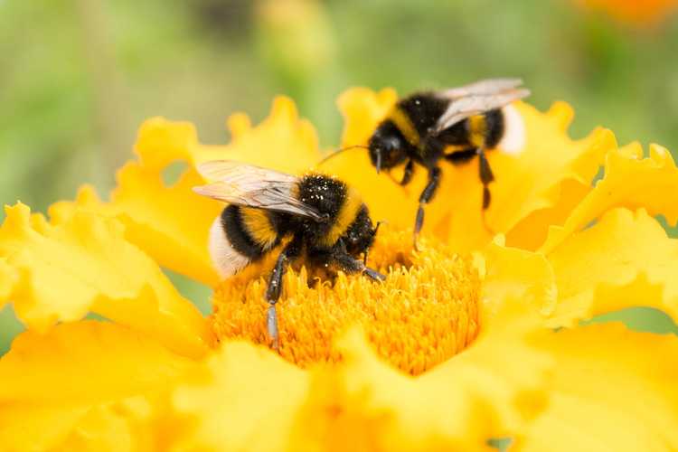 You are currently viewing Informations sur la pollinisation libre : que sont les plantes à pollinisation libre