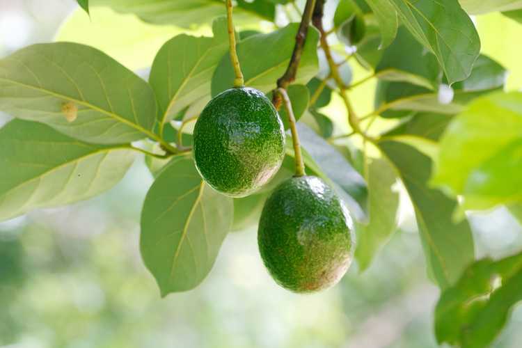 You are currently viewing Goutte de fruits d'avocat : Pourquoi mon avocat laisse-t-il tomber des fruits non mûrs