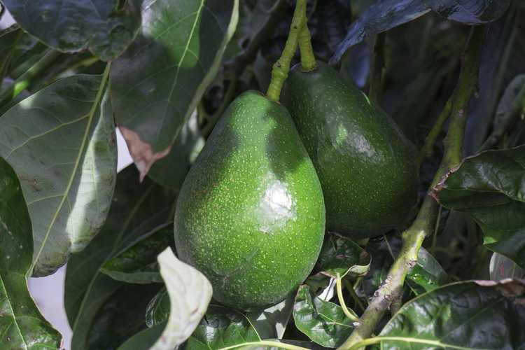 You are currently viewing Engrais pour avocatier : comment fertiliser les avocats