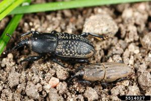 Lire la suite à propos de l’article Traitement de la pelouse Billbug – Conseils pour contrôler les Billbugs dans les pelouses