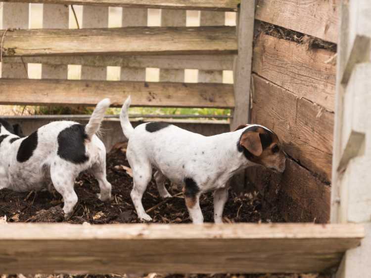 Lire la suite à propos de l’article Déjections canines dans le compost : pourquoi vous devriez éviter de composter les déjections canines