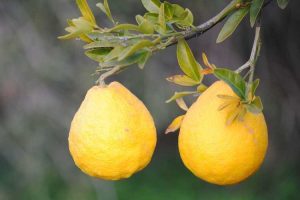 Lire la suite à propos de l’article Informations sur le citron doux : conseils pour cultiver des plants de citron doux