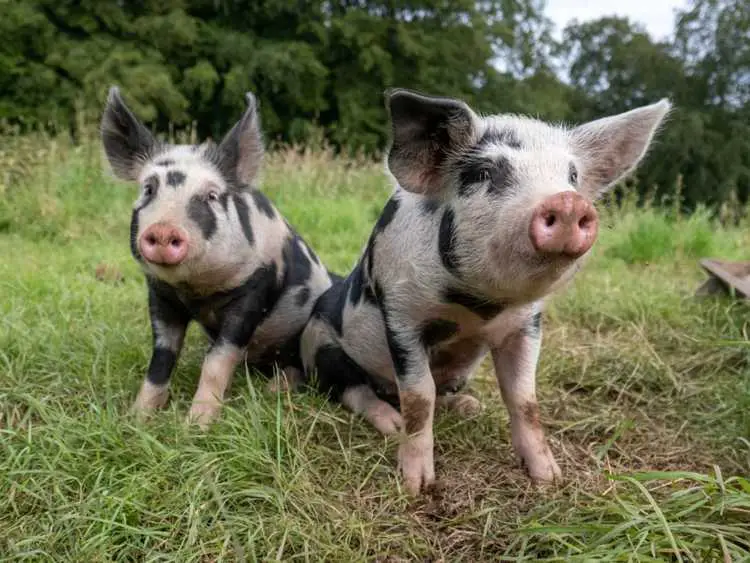 You are currently viewing Fumier de porc pour le compost : pouvez-vous utiliser du fumier de porc pour les jardins ?