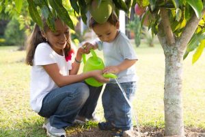 Lire la suite à propos de l’article Conseils pour irriguer les arbres : apprenez à arroser un arbre