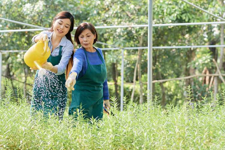 You are currently viewing Devenir un mentor en jardinage : redonner en retour grâce au coaching de jardinage