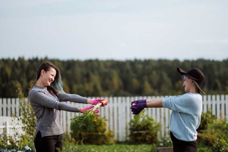 You are currently viewing Conseils pour le partage de jardin : comment démarrer un jardin partagé