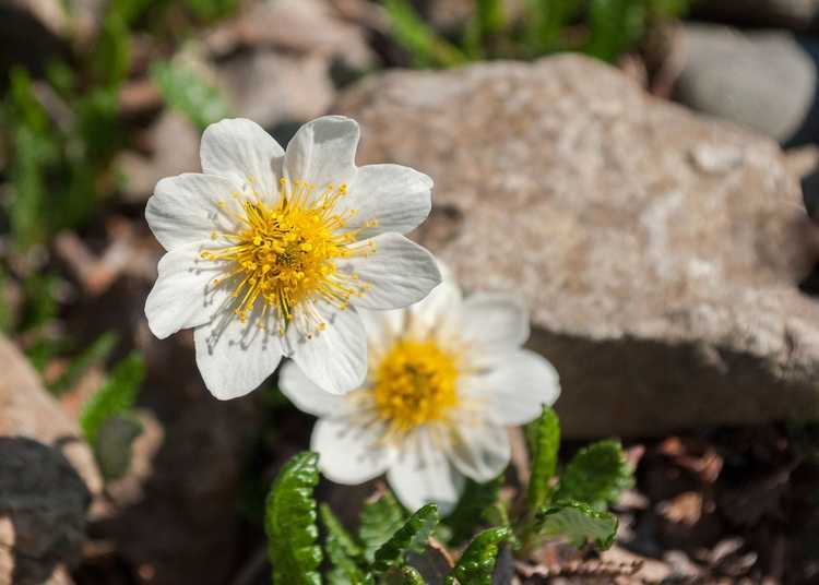 You are currently viewing Fleurs de benoîte des montagnes : découvrez les conditions de croissance de la benoîte des montagnes