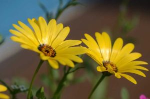 Lire la suite à propos de l’article Planter des graines de Cape Marigold : comment semer des graines de Cape Marigold