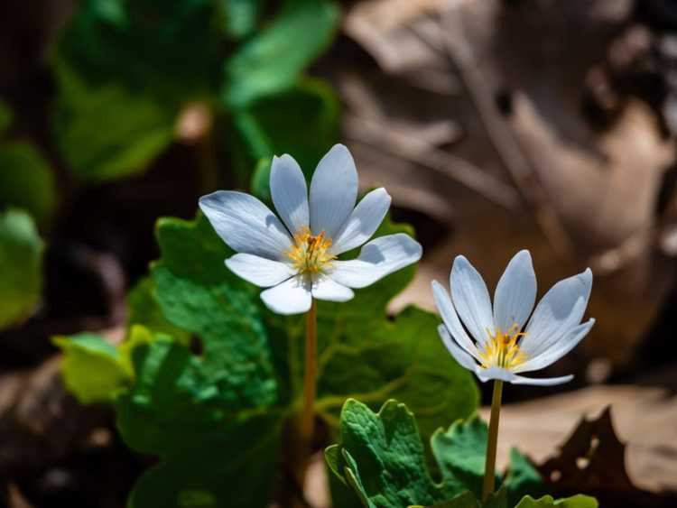 You are currently viewing Entretien des plantes Bloodroot : Apprenez à cultiver de la Bloodroot (Sanguinaria Canadensis)