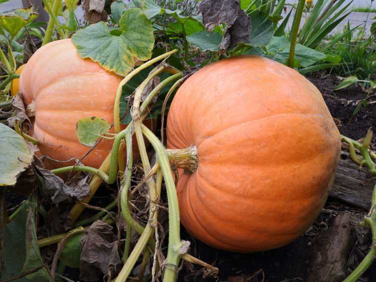 You are currently viewing Citrouilles sur lit surélevé – Cultiver des citrouilles dans un lit surélevé