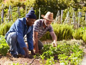 Lire la suite à propos de l’article Partager des idées de jardins : avantages du partage de jardins communautaires