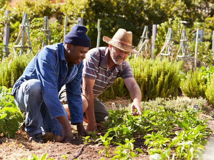 You are currently viewing Partager des idées de jardins : avantages du partage de jardins communautaires