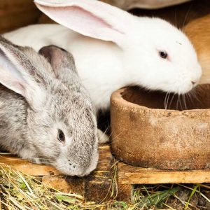Lire la suite à propos de l’article Fabriquer et utiliser du compost de fumier de lapin