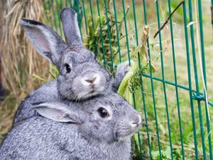 Lire la suite à propos de l’article Pouvez-vous garder des lapins à l’extérieur : conseils pour élever des lapins de basse-cour