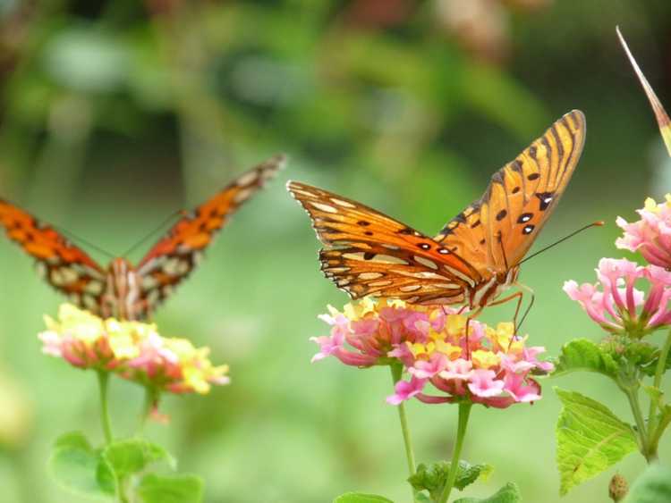 You are currently viewing Jardinage des papillons – Utilisation des plantes du jardin des papillons