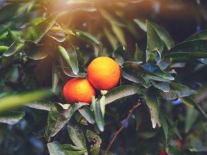 Lire la suite à propos de l’article Problème de petite orange – Quelles sont les causes des petites oranges