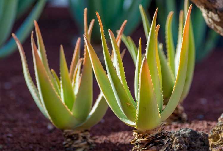 You are currently viewing Agave ou aloès – Comment distinguer l’agave et l’aloès