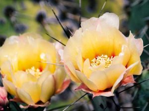 Lire la suite à propos de l’article Plantes de cactus à fleurs – Cactus à fleurs pour jardins secs