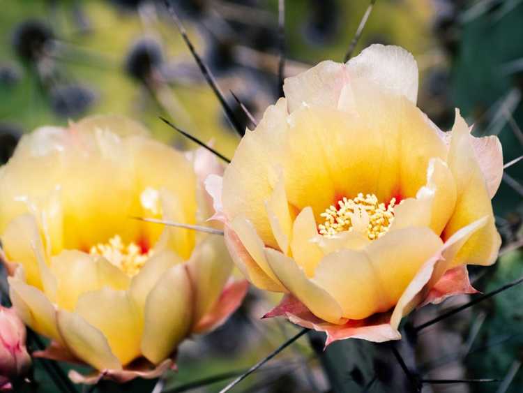 You are currently viewing Plantes de cactus à fleurs – Cactus à fleurs pour jardins secs
