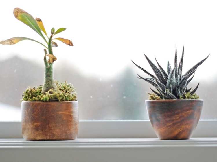 You are currently viewing Mes plantes d'intérieur sont trop froides : comment garder les plantes d'intérieur au chaud pendant l'hiver