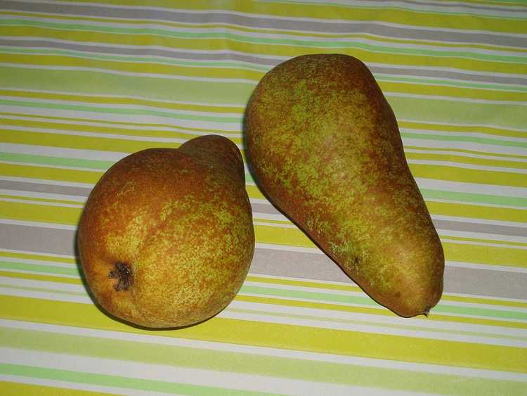 You are currently viewing Concorde Pear Info – Comment faire pousser des poiriers Concorde