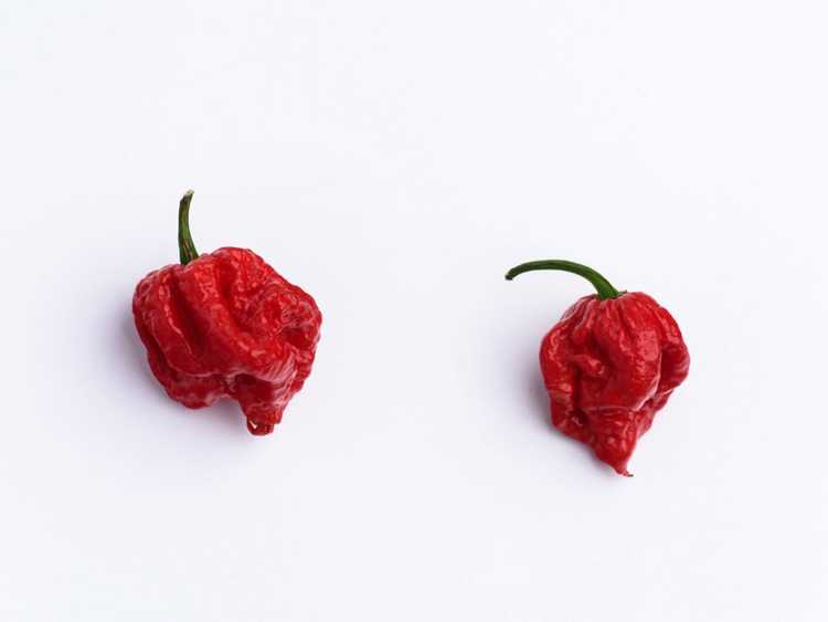 You are currently viewing Les poivrons les plus chauds du monde : comment faire pousser des plantes Carolina Reaper