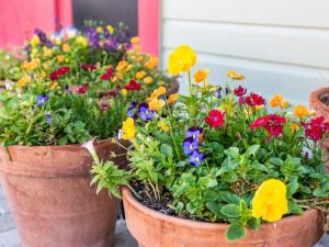 Lire la suite à propos de l’article Engrais de jardin en pot : conseils pour nourrir les plantes de jardin en pot