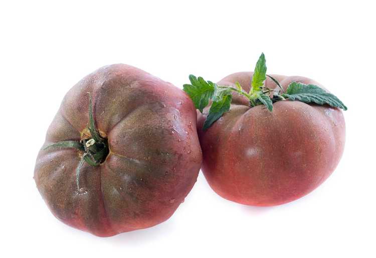 You are currently viewing Entretien des tomates Black Krim – Comment faire pousser des tomates Black Krim