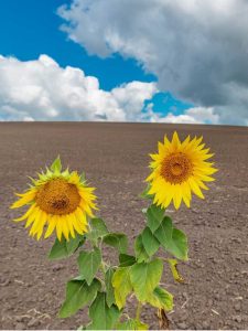 Lire la suite à propos de l’article Nettoyer le sol avec des plantes – Utiliser des plantes pour les sols contaminés