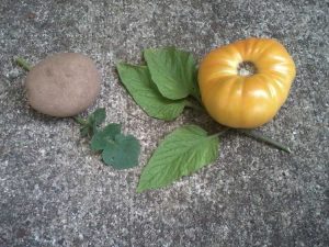 Lire la suite à propos de l’article Types de feuilles de tomate : qu'est-ce qu'une tomate à feuilles de pomme de terre