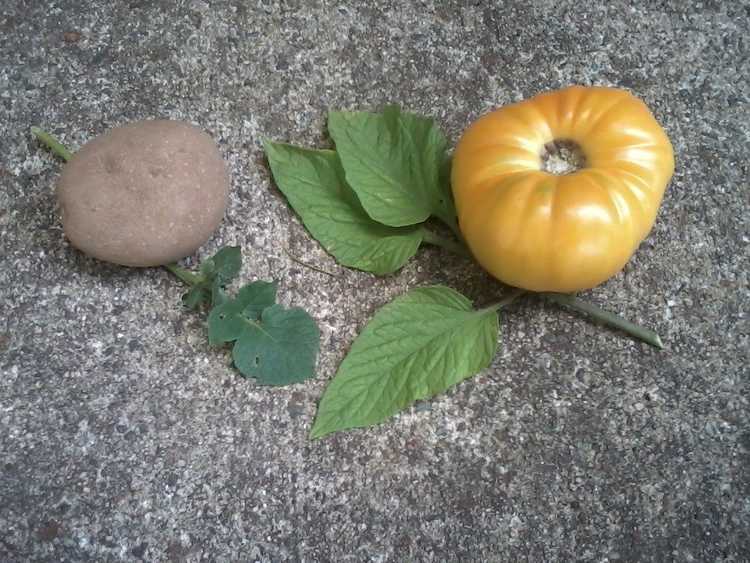 You are currently viewing Types de feuilles de tomate : qu'est-ce qu'une tomate à feuilles de pomme de terre