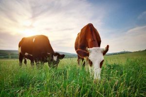 Lire la suite à propos de l’article Mauvaises plantes pour le bétail – Quelles plantes sont toxiques pour les vaches
