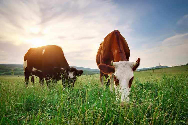 You are currently viewing Mauvaises plantes pour le bétail – Quelles plantes sont toxiques pour les vaches