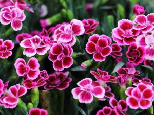 Lire la suite à propos de l’article Plantes de dianthus : comment faire pousser du dianthus