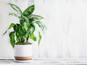 Lire la suite à propos de l’article Cultiver Dumbcane Dieffenbachia – Comment prendre soin d'une plante de Dieffenbachia