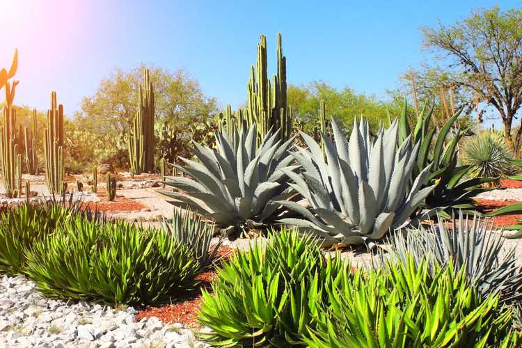 You are currently viewing Différentes plantes d'agave – Agaves couramment cultivées dans les jardins