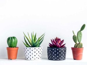 Lire la suite à propos de l’article Cadeaux en pots de plantes : conseils et idées pour les cadeaux de kits de culture