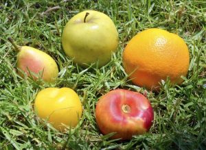 Lire la suite à propos de l’article Idées de jardins sur le thème des fruits – Conseils pour cultiver des jardins de salades de fruits